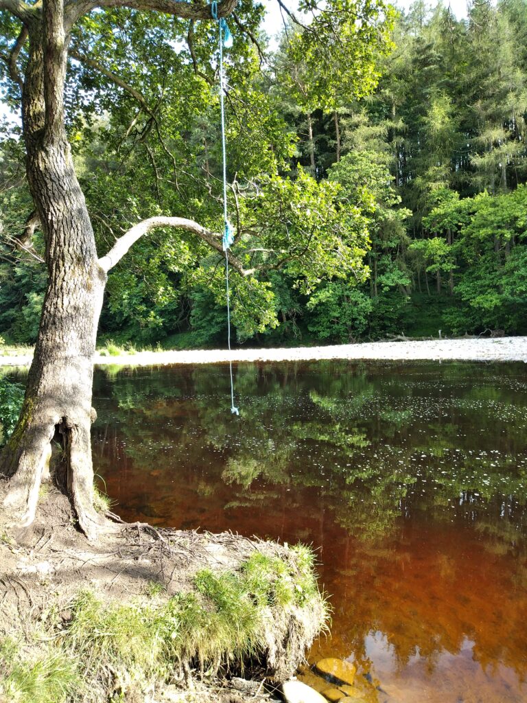 A tree with a blue rope swing hanging from it over the ferrous River Wharfe. Trees on the far bank.